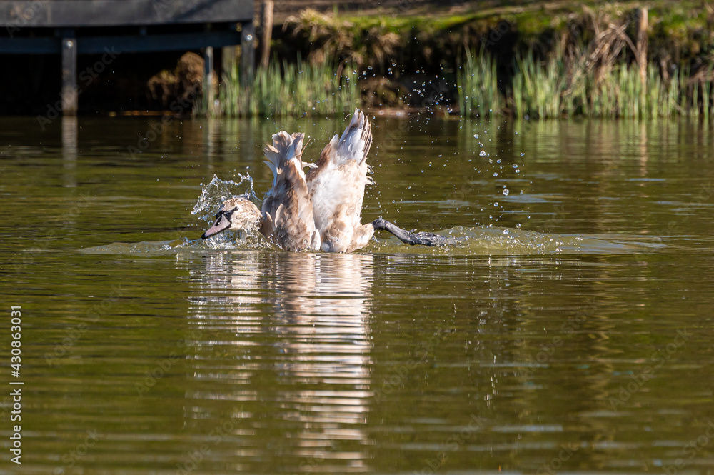 Juvenile mute swan washing and preening feathers