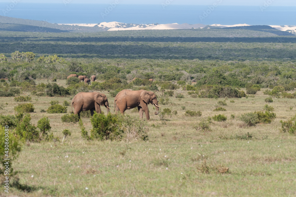 Beautiful African Elephants in the Southern African terrain on a warm and sunny day in a local game park