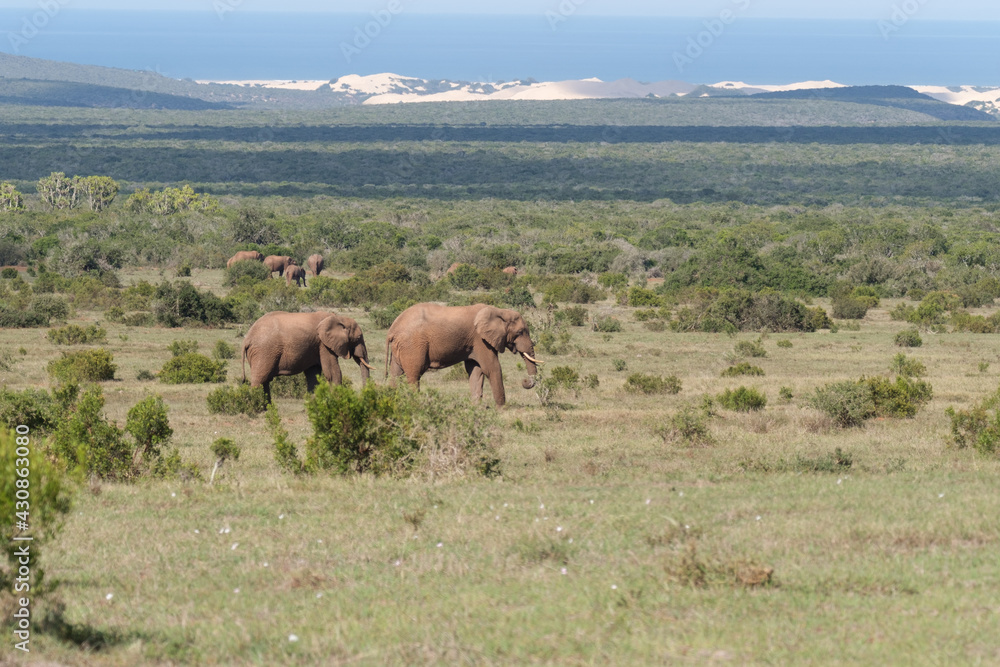 Beautiful African Elephants in the Southern African terrain on a warm and sunny day in a local game park Beautiful African Elephants in the Southern African terrain on a warm and sunny day in a local game park