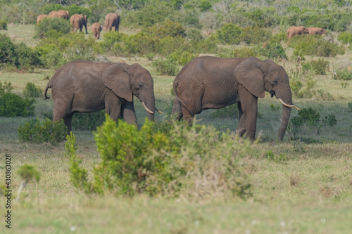 Beautiful African Elephants in the Southern African terrain on a warm and sunny day in a local game park