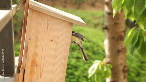 mesange oiseau