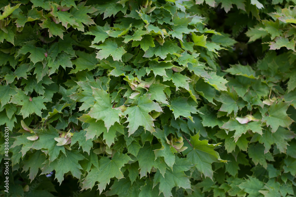 Obraz premium Maple green leaves background