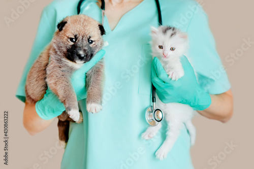 A veterinarian in a turquoise uniform examines a puppy and a kitten. A puppy and a kitten at the veterinarian. Animal clinic. Inspection of pets and vaccination. Healthcare.