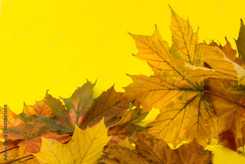 Autumn maple leaf close-up on yellow background. rich color background Autumn maple leaf close-up on yellow background. rich color background