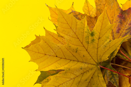 Autumn maple leaf close-up on yellow background. rich color background
