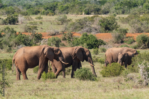 Beautiful African Elephants in the Southern African terrain on a warm and sunny day in a local game park