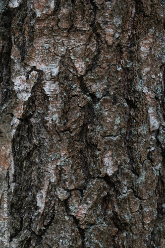 a sharp full and structured bark on a tree trunk