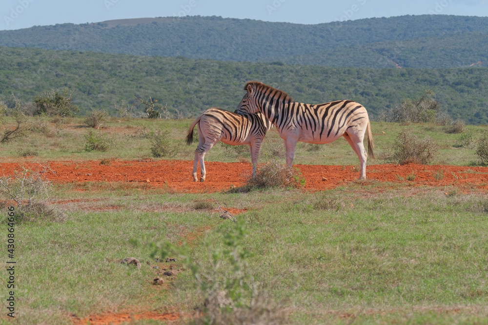 Fototapeta premium Beaitiful African Zebras on a warm sunny day in a game park in South Africa
