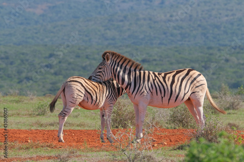 Beaitiful African Zebras on a warm sunny day in a game park in South Africa