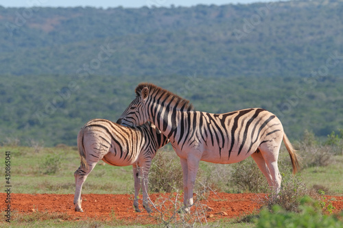 Beaitiful African Zebras on a warm sunny day in a game park in South Africa