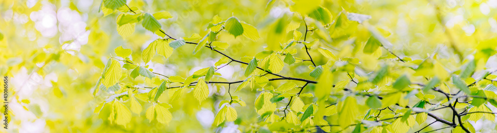 Beautiful panoramic spring scenery with green leaves and bokeh background Beautiful panoramic spring scenery with green leaves and bokeh background