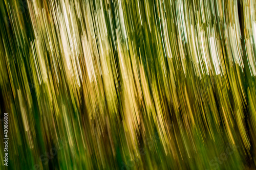 Abstract green forest lines