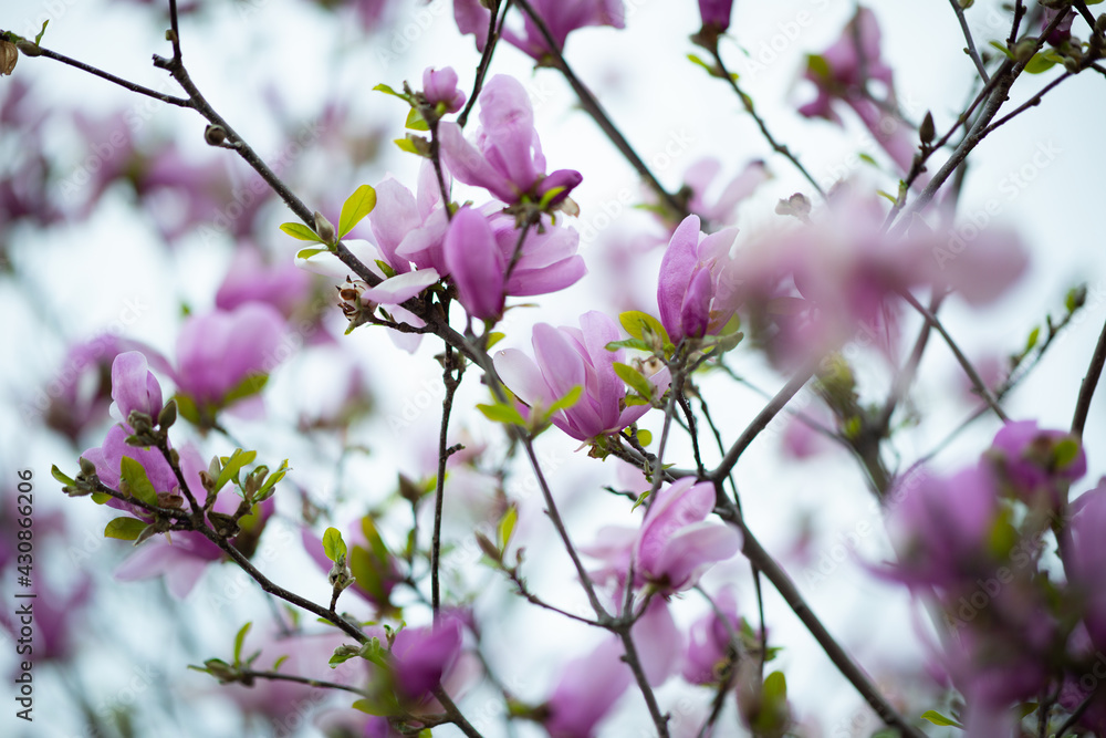spring flowers
spring flowers