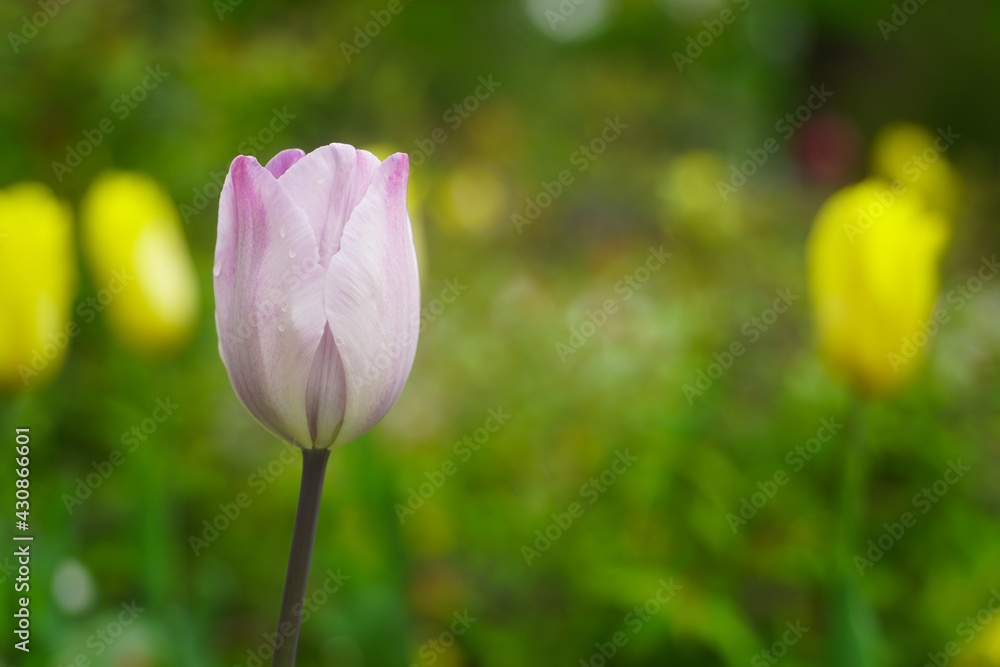 Tulips photographed on a beautiful spring day. Tulips photographed on a beautiful spring day.