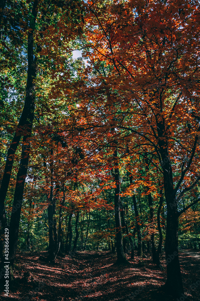 Fototapeta premium Amazing autumn colors, forest, mountains
