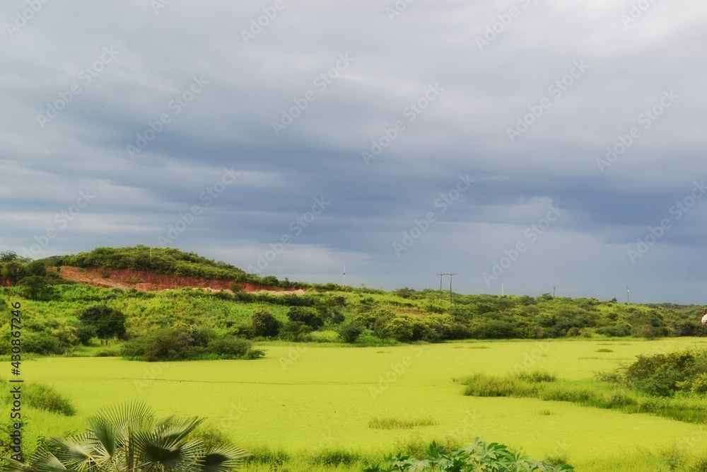 Obraz premium rice field