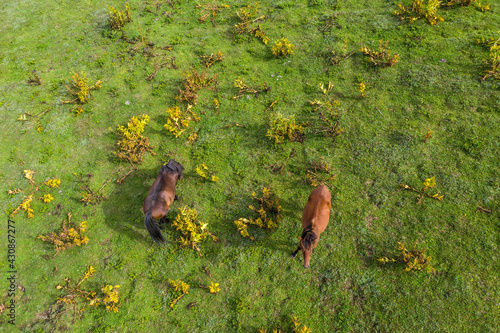 Horses on a green meadow view from a drone