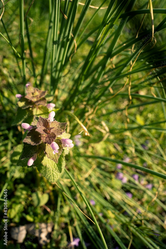Macro greens Macro greens
