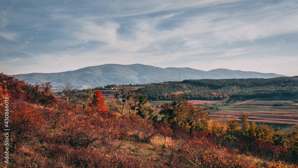 Beautiful autumn colors - forest