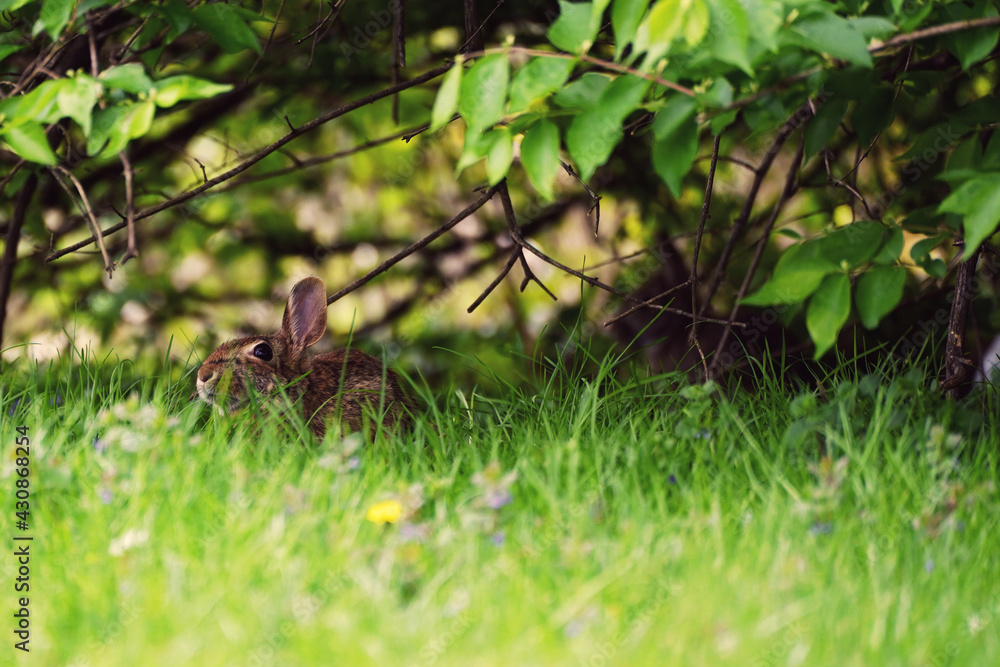 Wild rabbit in the shade.