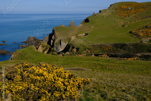 Gorse framing Sandymouth bay in Cornwall.