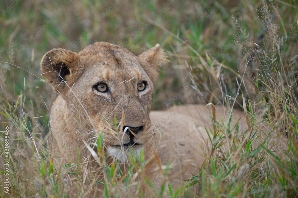 Fototapeta premium A female lion seen on a safari in South Africa