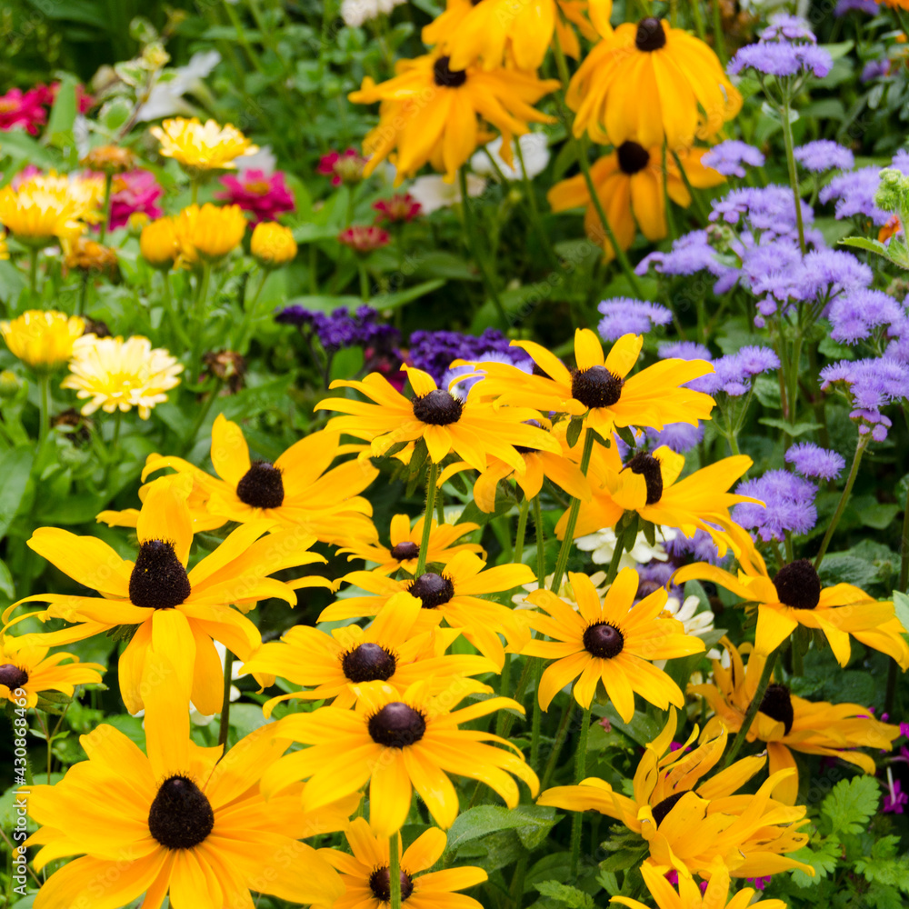 Fototapeta premium Sonnenhut