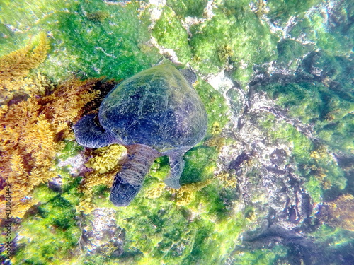 Galapagos green sea turtle at Punta Espinoza, Fernandina Island, Galapagos, Ecuador photo