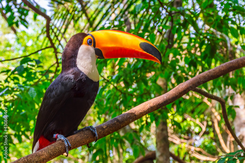 Photography toucan bird