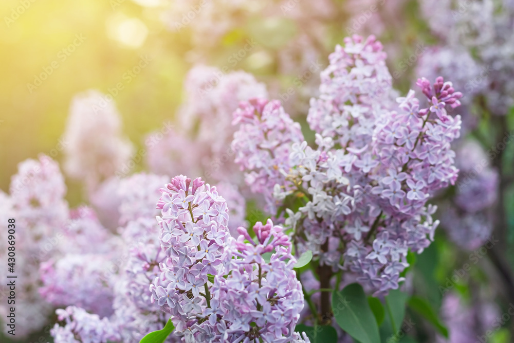 Blooming tender lilac, violet blue flower closeup at spring sunlight, natural background, pastel romantic color Blooming tender lilac, violet blue flower closeup at spring sunlight, natural background, pastel romantic color