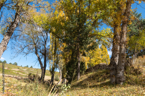 Gold colored leaves in the autumn trees Gudar mountains in Teruel Aragon Spain