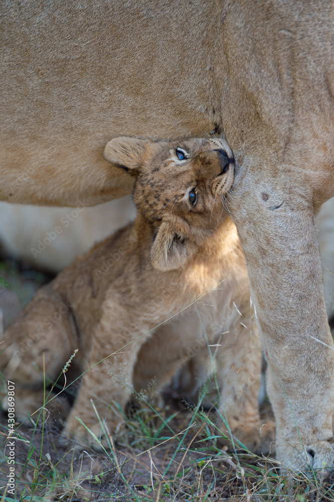 Naklejka premium A lion cub biting its mother on a safari in South Africa