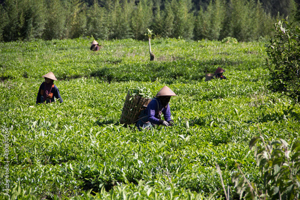 People were picking tea leaves at a tea plantation. Location in Kebun