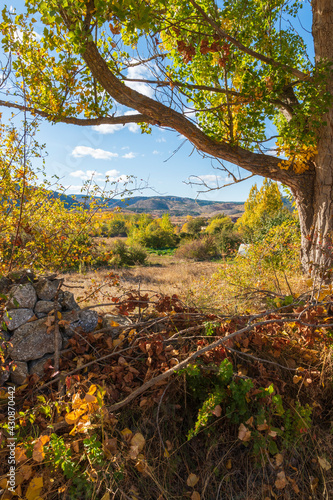 Fototapeta Naklejka Na Ścianę i Meble -  Gold colored leaves in the autumn trees Gudar mountains in Teruel Aragon Spain