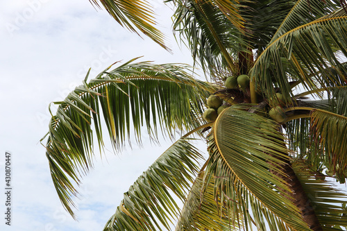 Coconut palm with coconuts on a sky background. Tree on a tropical beach