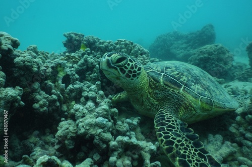 Snorkeling with Wild Green Sea Turtles in Hawaii   © EMMEFFCEE 
