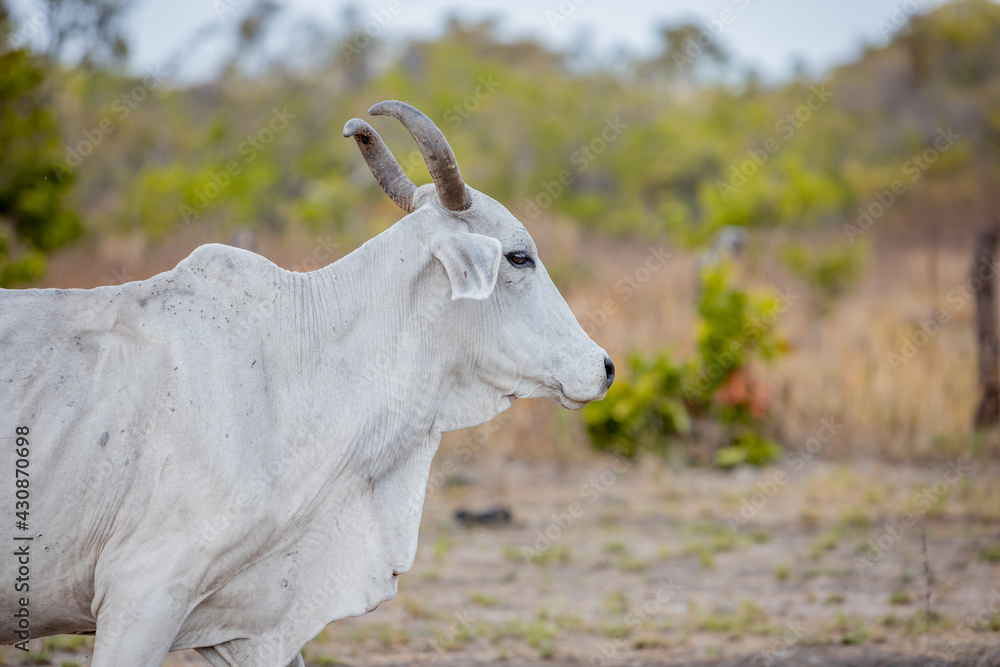 Fototapeta premium portrait of a cow