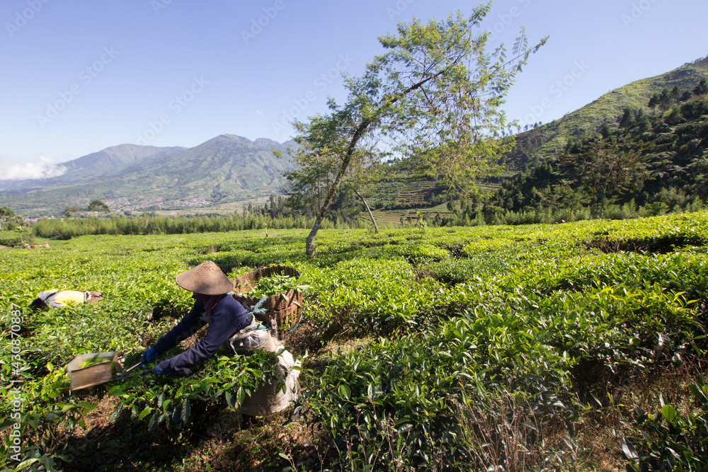 People were picking tea leaves at a tea plantation. Location in Kebun