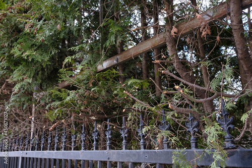 green plants behind the fence