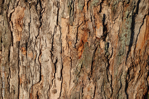 Tree bark texture for design, background or splash screen