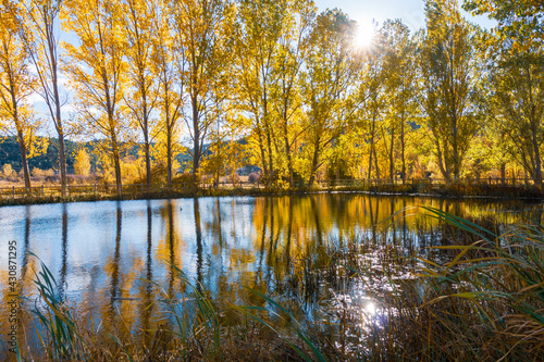 Gold colored leaves in the autumn trees Gudar mountains in Teruel Aragon Spain photo