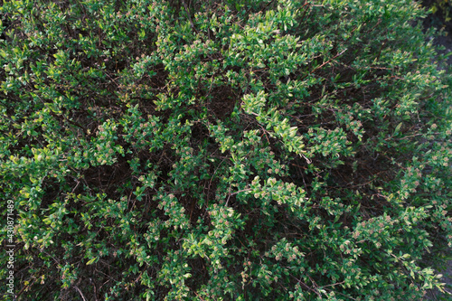 close-up of a green bush with leaves