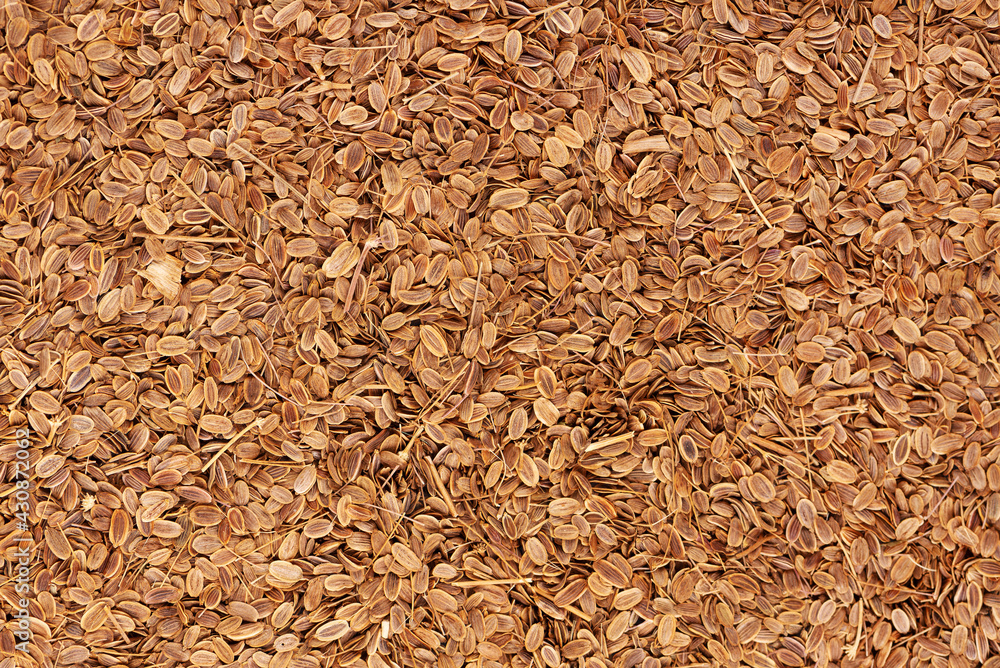 Dill seeds background. Natural dry dill seeds. Anethum graveolens. Dill seeds background. Natural dry dill seeds. Anethum graveolens.