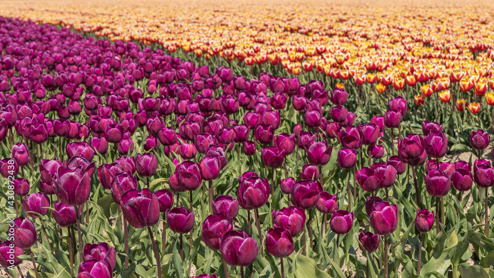 purple and yellow red tulips in the field