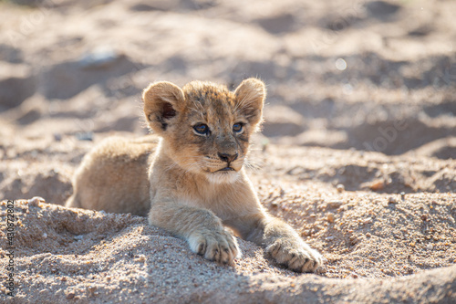 A cute Lion cub seen on a safari in South Africa