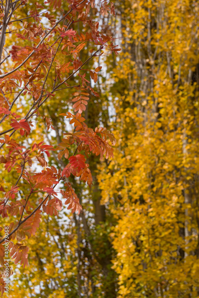 Autumn in Gudar mountains Teruel Aragon Spain