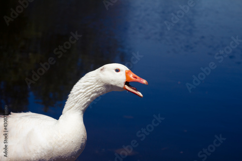 White-feathered animals called geese. Animals in their natural habitat.