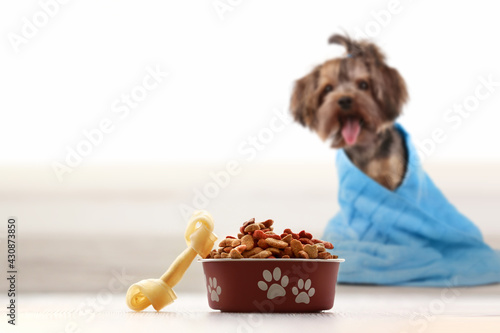 Small dog staring at its food. Food in the front, dog in the back