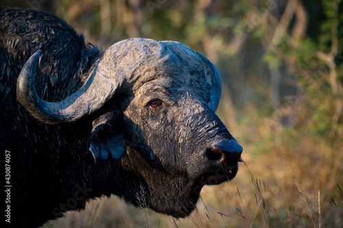 Large Cape Buffalo bull seen on a safari in South Africa photo