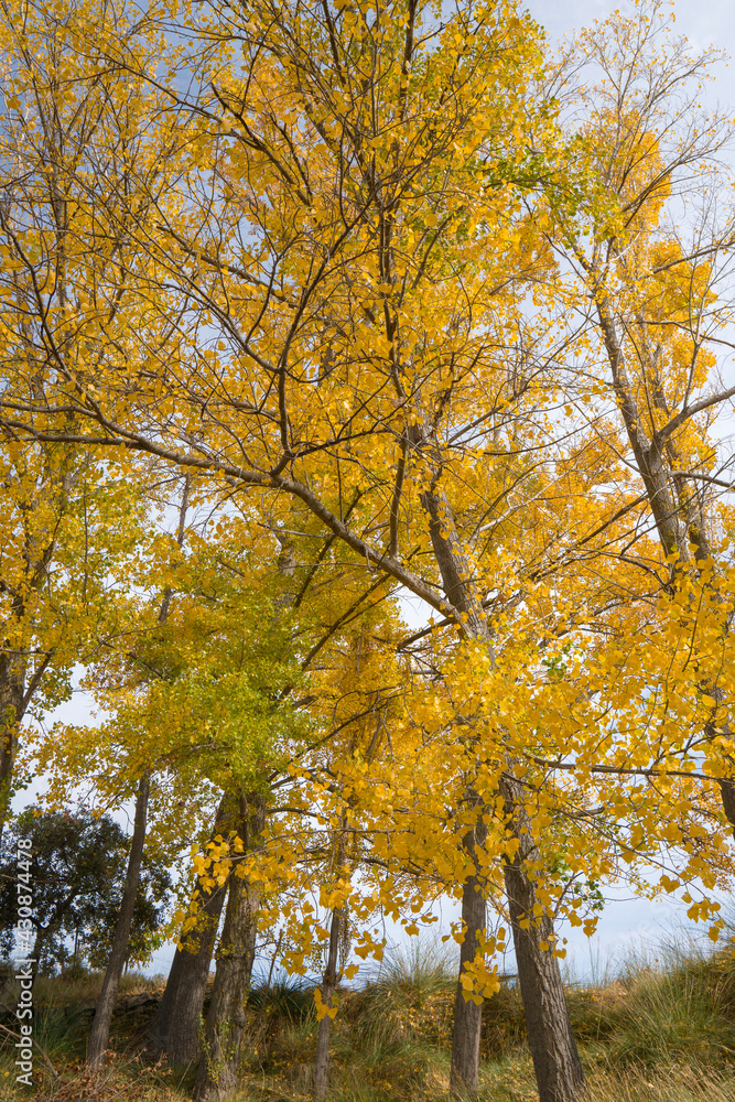 Fototapeta premium Autumn in Gudar mountains Teruel Aragon Spain